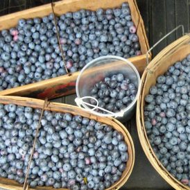 Berry Picking Then and Now